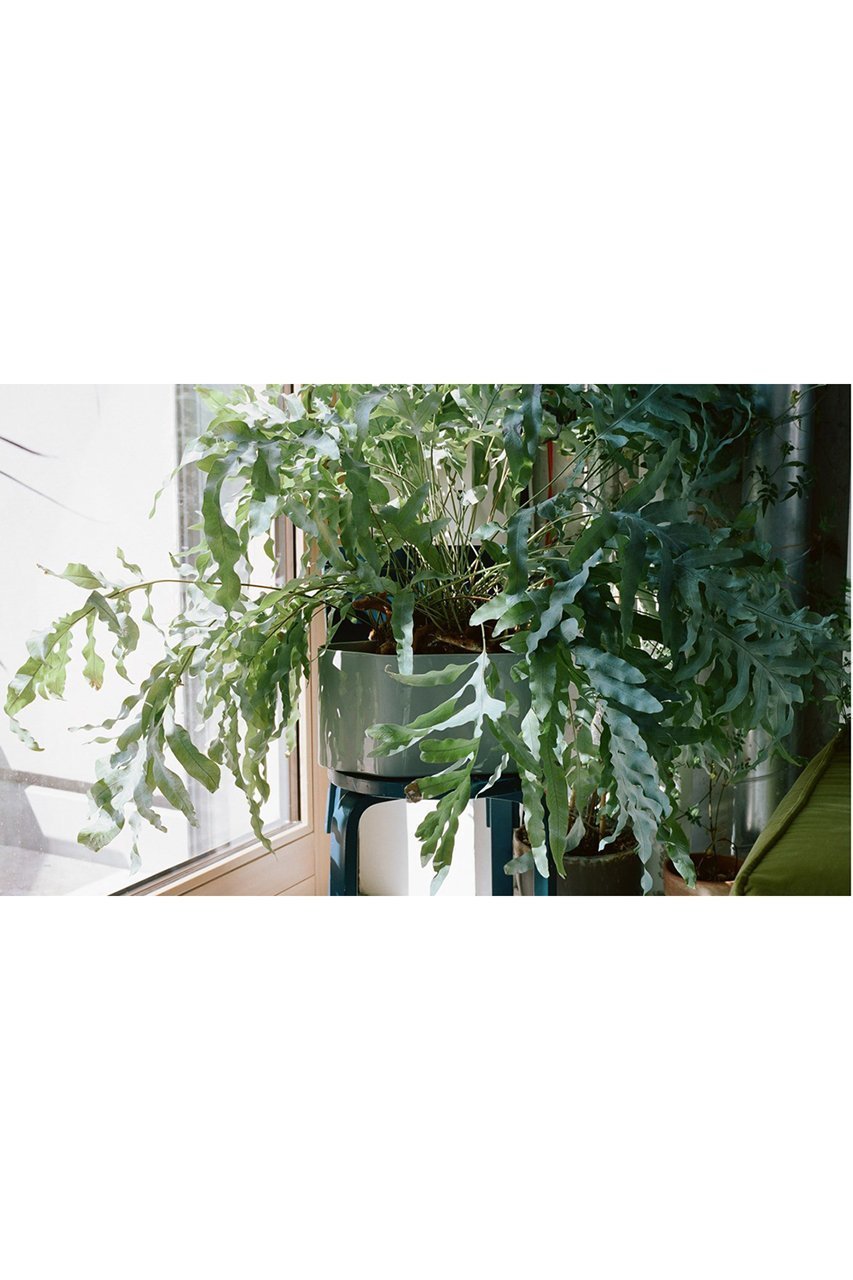 【センプレ/SEMPRE / GOODS】の【Artek】リーヒティエプラントポット (小) 人気、トレンドファッション・服の通販 founy(ファニー) フラワー Flower, Floral 夏 Summer other-6|ID: prp329100003955068 ipo3291000000031449192