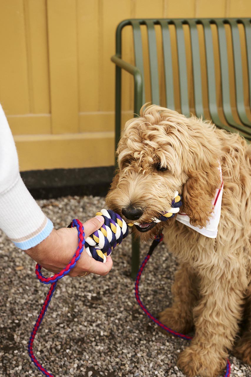 【ヘイ/HAY / GOODS】のHAY DOGS ROPE TOY 人気、トレンドファッション・服の通販 founy(ファニー) 　アクセサリー　Accessories　カラフル　Colorful　コレクション　Collection　犬　Dog　ホーム・キャンプ・アウトドア・お取り寄せ　Home,Garden,Outdoor,Camping Gear　ペットグッズ　Pet Supplies　other-5|ID: prp329100004123327 ipo3291000000031407835