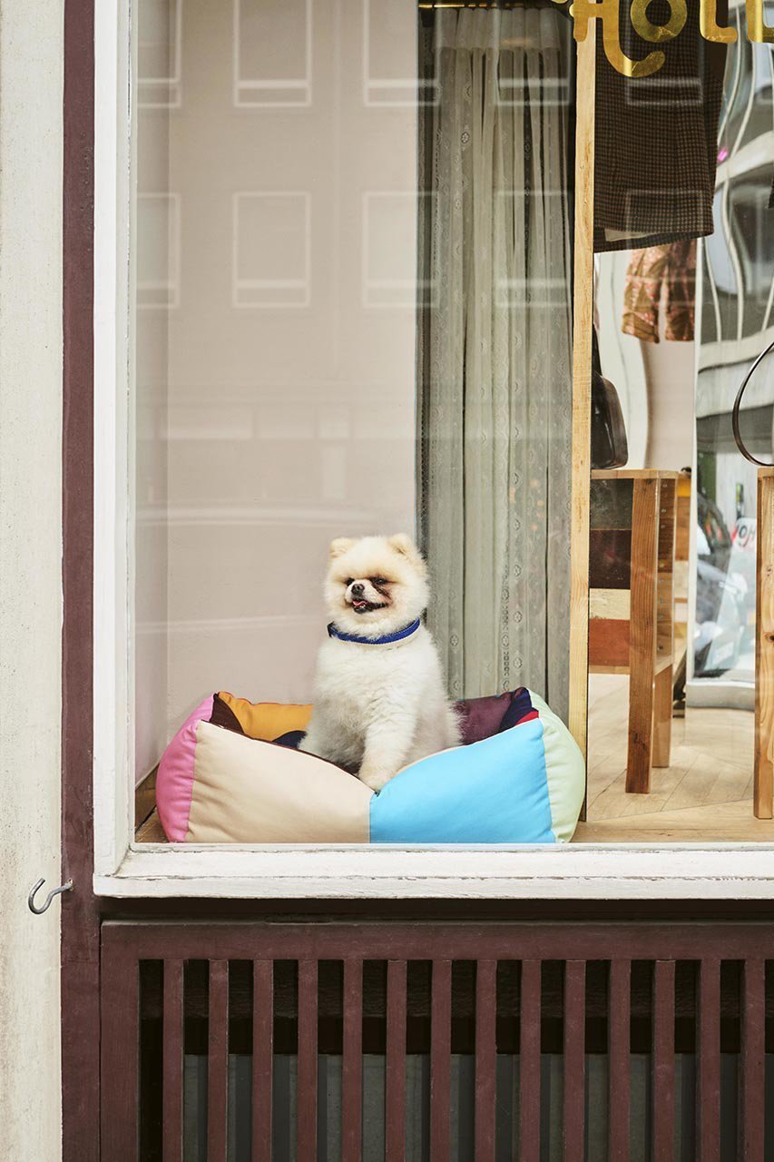 【ヘイ/HAY / GOODS】のHAY DOGS BED S 人気、トレンドファッション・服の通販 founy(ファニー) 　アクセサリー　Fashion Accessories　カラフル　Colorful Design　クッション　Cushion, Throw Pillow　ブロッキング　Color Blocking, Panel Design　犬　Dog　ホーム・キャンプ・アウトドア・お取り寄せ　Home Living / Home & Lifestyle / Camping Gear / Outdoor Camping　ペットグッズ　Pet Supplies　other-6|ID: prp329100004123330 ipo3291000000031407869