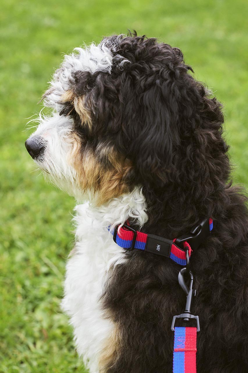 【ヘイ/HAY / GOODS】のHAY DOGS COLLAR FLAT M/L 人気、トレンドファッション・服の通販 founy(ファニー) 　アクセサリー　Fashion Accessories　カラフル　Colorful Design　コレクション　Collection, Seasonal Line　ストライプ　Stripe, Striped Pattern　犬　Dog　ホーム・キャンプ・アウトドア・お取り寄せ　Home Living / Home & Lifestyle / Camping Gear / Outdoor Camping　ペットグッズ　Pet Supplies　other-2|ID: prp329100004123333 ipo3291000000031244105