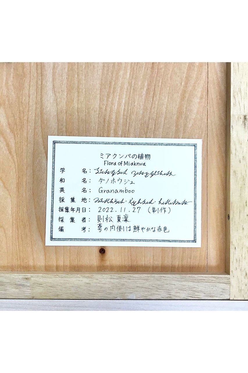 【アルトテック/ARTOTHEQUE】の【則松 夏凜】ミアクンバの植物(ダノホウジュ) 人気、トレンドファッション・服の通販 founy(ファニー) 　ファッション　Fashion　レディースファッション　WOMEN　メンズ　Mens　モチーフ　Motif　ユニセックス　Unisex　リアル　Real　夏　Summer　other-3|ID: prp329100004161125 ipo3291000000031243546