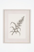 【アルトテック/ARTOTHEQUE】の【則松 夏凜】ミアクンバの植物(カゼナシ) -|ID: prp329100004161174 ipo3291000000028723538