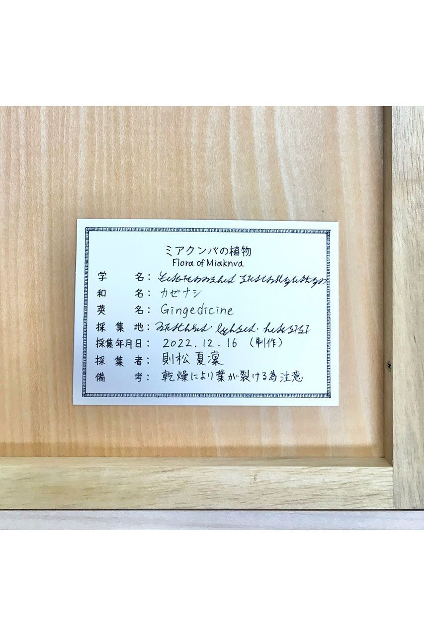【アルトテック/ARTOTHEQUE】の【則松 夏凜】ミアクンバの植物(カゼナシ) 人気、トレンドファッション・服の通販 founy(ファニー) 　ファッション　Fashion　レディースファッション　WOMEN　メンズ　Mens　モチーフ　Motif　ユニセックス　Unisex　夏　Summer　other-3|ID: prp329100004161174 ipo3291000000031243606
