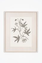 【アルトテック/ARTOTHEQUE】の【則松 夏凜】ミアクンバの植物(オオキチコウ) -|ID: prp329100004161175 ipo3291000000028723540