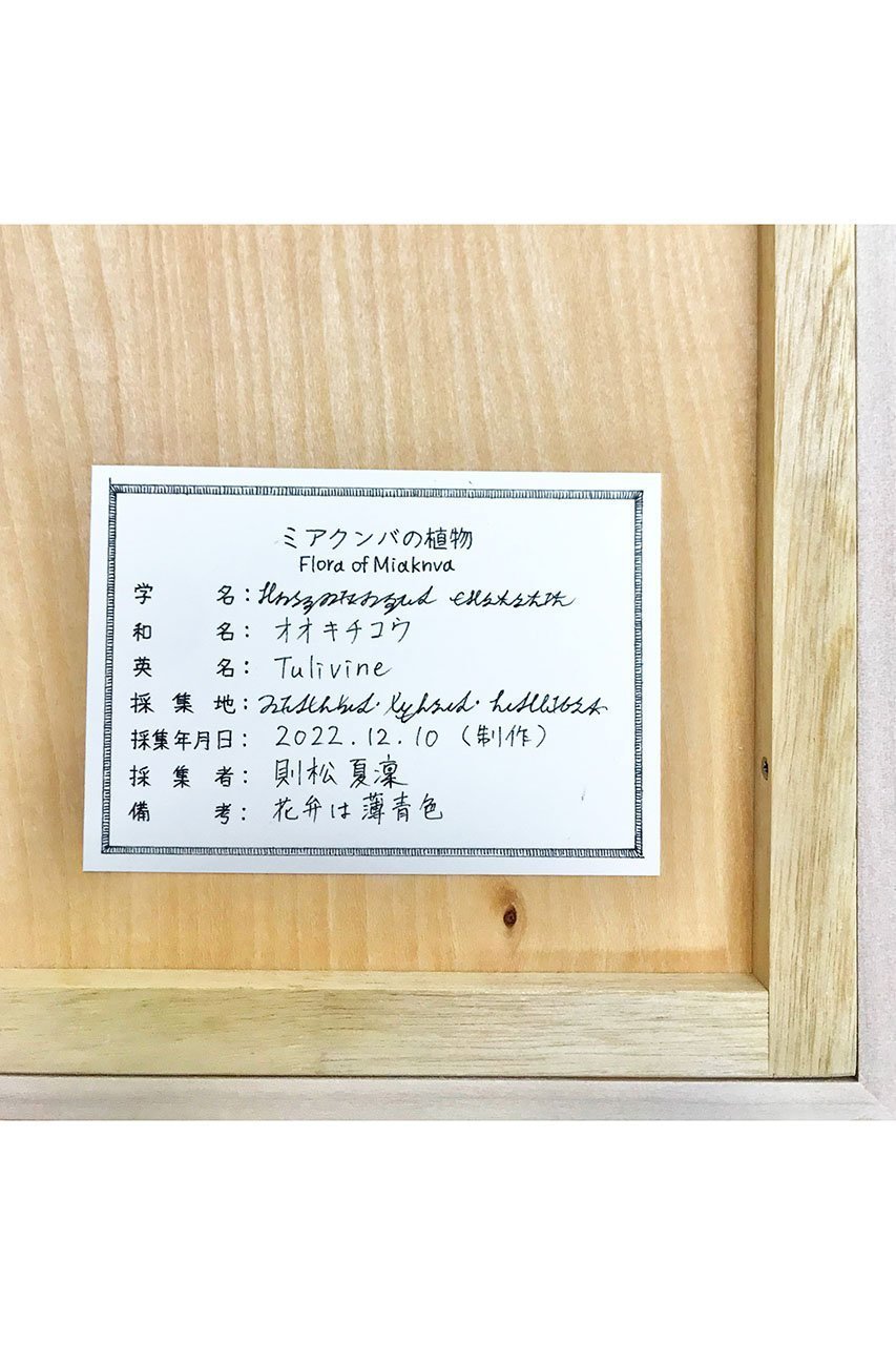 【アルトテック/ARTOTHEQUE】の【則松 夏凜】ミアクンバの植物(オオキチコウ) 人気、トレンドファッション・服の通販 founy(ファニー) 　ファッション　Fashion　レディースファッション　WOMEN　メンズ　Mens　モチーフ　Motif　ユニセックス　Unisex　リアル　Real　夏　Summer　other-3|ID: prp329100004161175 ipo3291000000031243610