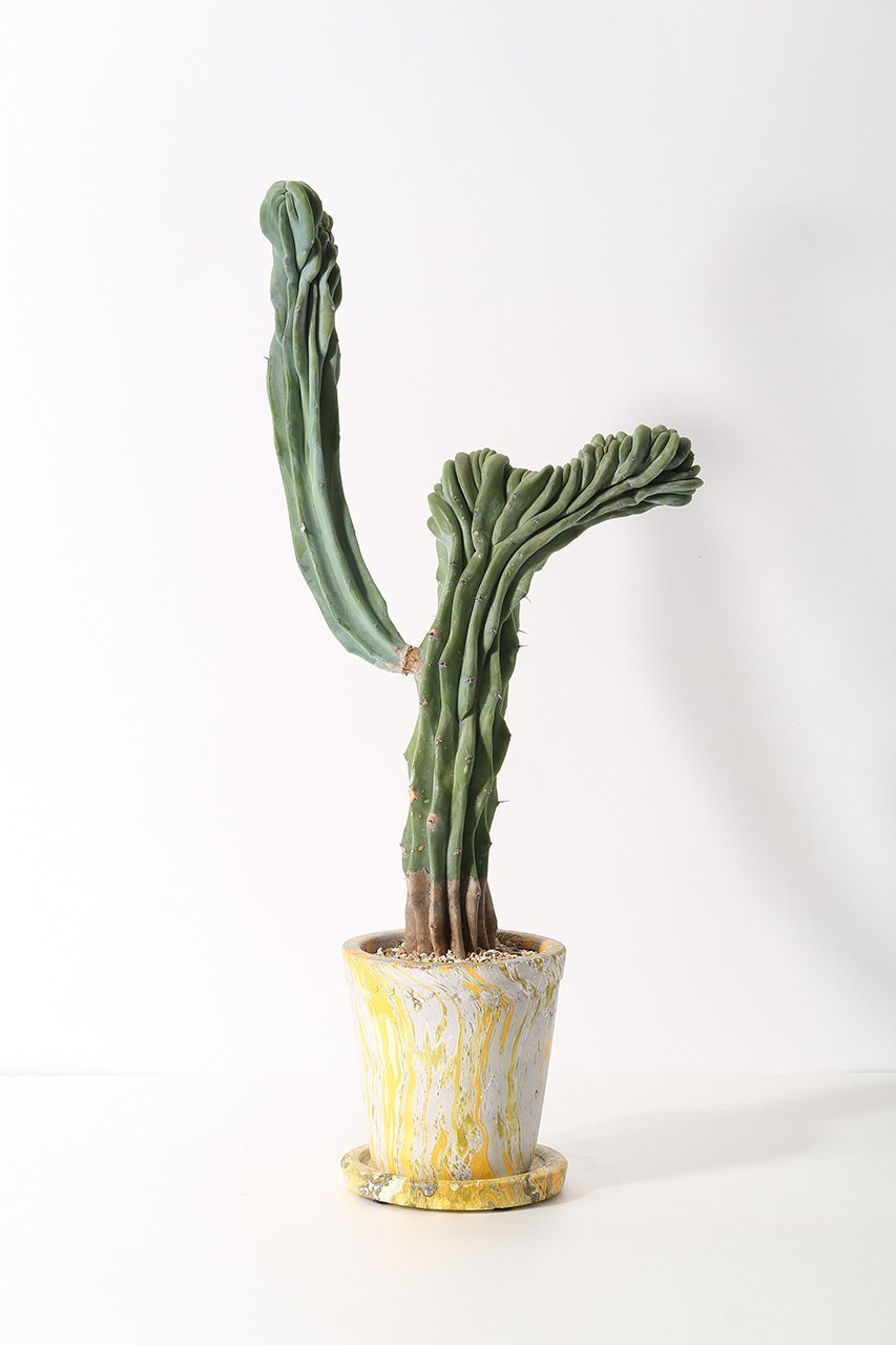 【ザ ファーム ユニバーサル/the Farm UNIVERSAL / GOODS】の竜神木 石化 Lサイズ 人気、トレンドファッション・服の通販 founy(ファニー) 　春　Spring　秋　Autumn　夏　Summer　 other-1|ID: prp329100004518611 ipo3291000000035929849