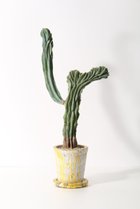 【ザ ファーム ユニバーサル/the Farm UNIVERSAL / GOODS】の竜神木 石化 Lサイズ 人気、トレンドファッション・服の通販 founy(ファニー) 春 Spring 秋 Autumn 夏 Summer thumbnail -|ID: prp329100004518611 ipo3291000000035929850