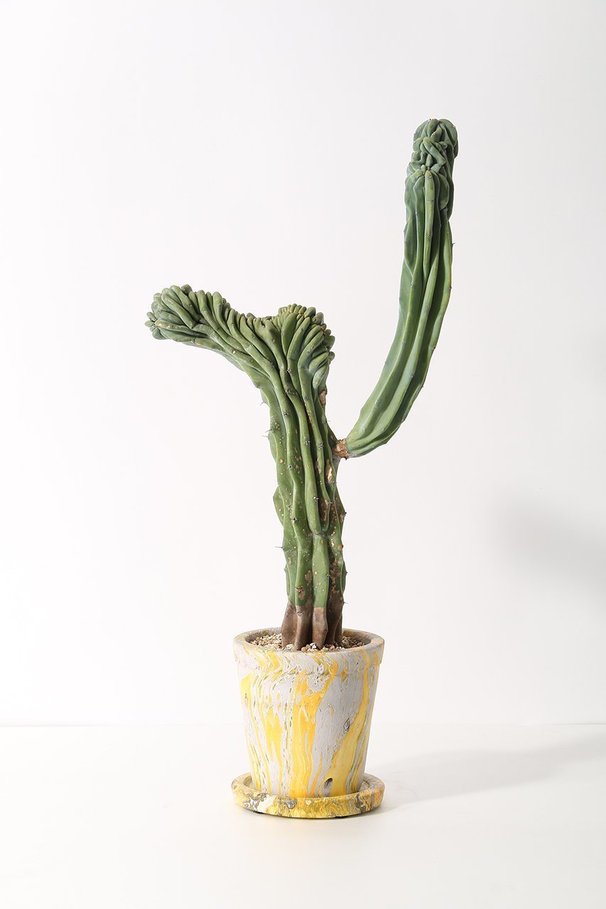 【ザ ファーム ユニバーサル/the Farm UNIVERSAL / GOODS】の竜神木 石化 Lサイズ 人気、トレンドファッション・服の通販 founy(ファニー) 　春　Spring　秋　Autumn　夏　Summer　other-2|ID: prp329100004518611 ipo3291000000035929851