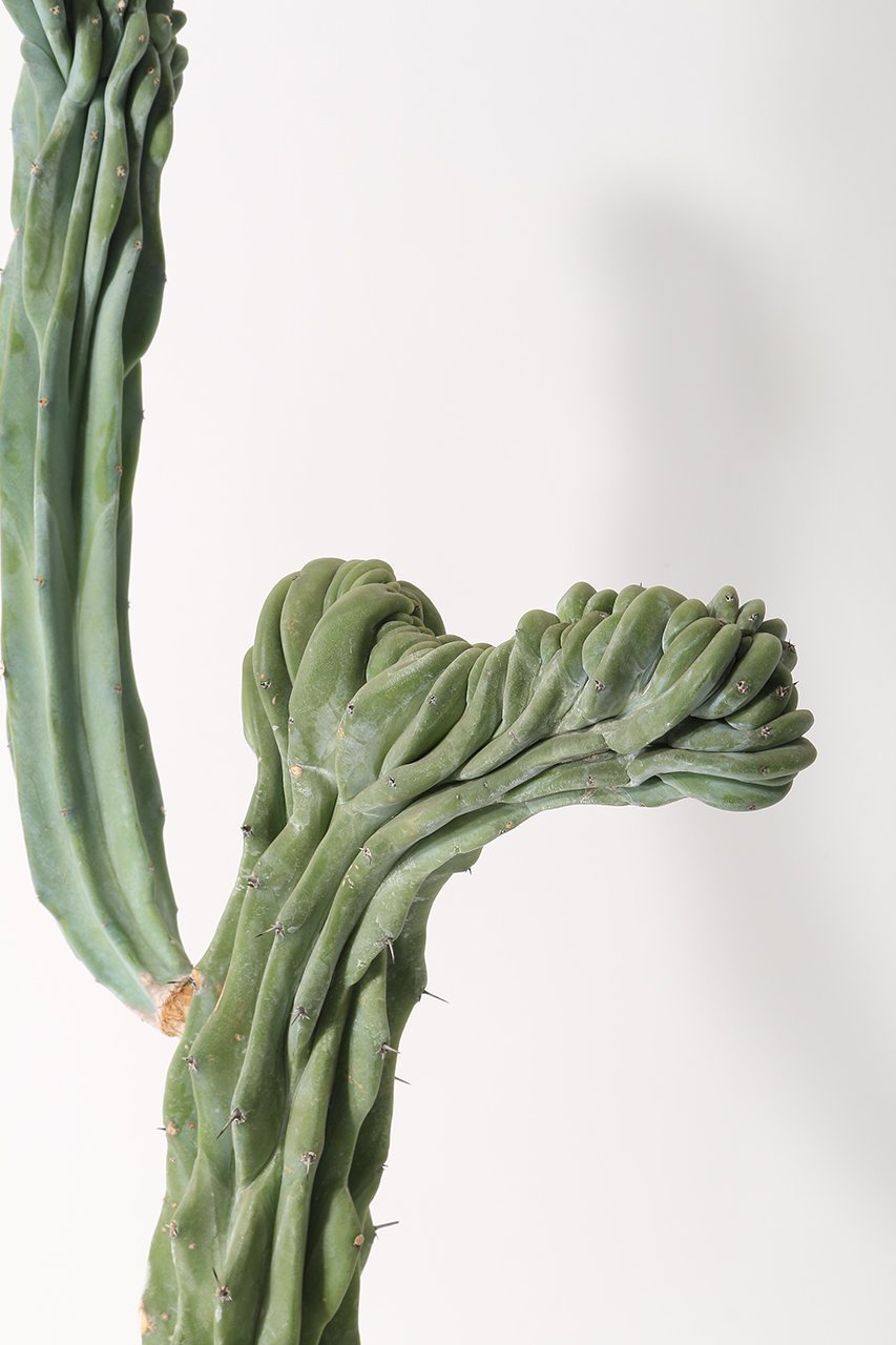 【ザ ファーム ユニバーサル/the Farm UNIVERSAL / GOODS】の竜神木 石化 Lサイズ 人気、トレンドファッション・服の通販 founy(ファニー) 　春　Spring　秋　Autumn　夏　Summer　other-5|ID: prp329100004518611 ipo3291000000035929854