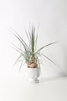 【その他のブランド/Other】のボーカルネア・ストリクタ -|ID: prp329100004518613 ipo3291000000031940464
