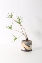 【その他のブランド/Other】のアロエ・テヌイオール根上り仕立て -|ID: prp329100004518616 ipo3291000000031940483