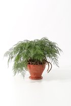 【その他のブランド/Other】のダバリア・デンティクラータ -|ID: prp329100004518660 ipo3291000000031940801