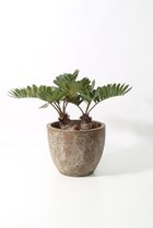 【その他のブランド/Other】のザミア・プミラ -|ID: prp329100004518661 ipo3291000000031940807