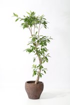 【その他のブランド/Other】のアマゾンオリーブ -|ID: prp329100004518662 ipo3291000000031940813