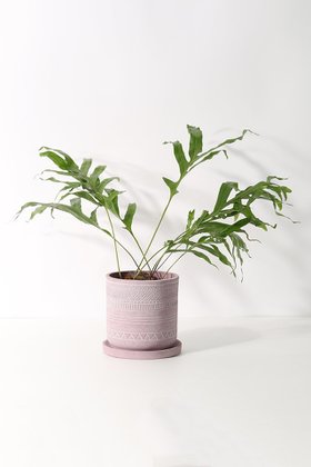 【ザ ファーム ユニバーサル/the Farm UNIVERSAL / GOODS】のドリナリア・クエレバンベンシス 人気、トレンドファッション・服の通販 founy(ファニー) 春 Spring 秋 Autumn パターン Pattern, Design Print フォルム Silhouette, Form リーフ Leaf, Botanical Leaf おすすめ Recommended / Our Picks 夏 Summer |ID:prp329100004518664