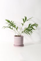 【ザ ファーム ユニバーサル/the Farm UNIVERSAL / GOODS】のドリナリア・クエレバンベンシス 人気、トレンドファッション・服の通販 founy(ファニー) 春 Spring 秋 Autumn パターン Pattern, Design Print フォルム Silhouette, Form リーフ Leaf, Botanical Leaf おすすめ Recommended / Our Picks 夏 Summer thumbnail -|ID: prp329100004518664 ipo3291000000035929894