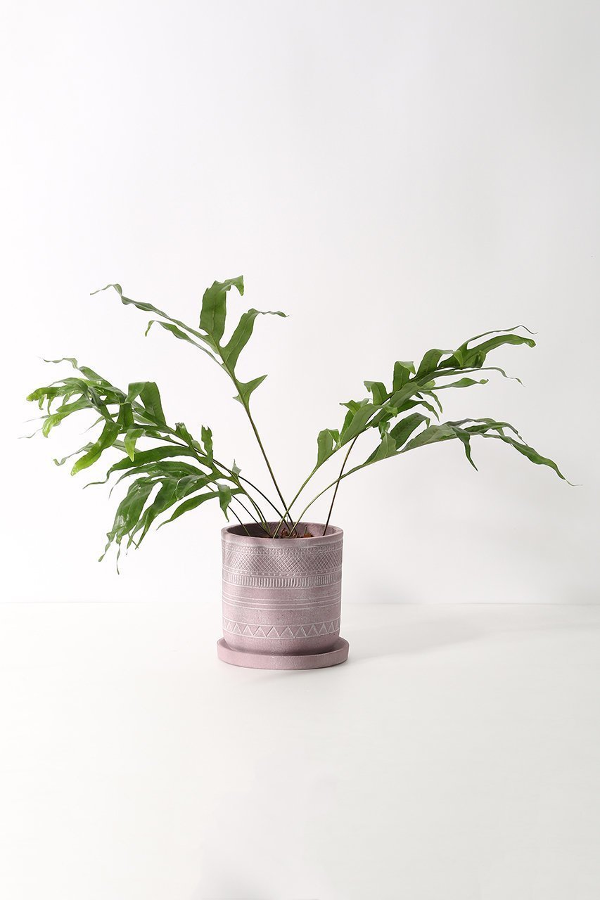 【ザ ファーム ユニバーサル/the Farm UNIVERSAL / GOODS】のドリナリア・クエレバンベンシス 人気、トレンドファッション・服の通販 founy(ファニー) 　春　Spring　秋　Autumn　パターン　Pattern, Design Print　フォルム　Silhouette, Form　リーフ　Leaf, Botanical Leaf　おすすめ　Recommended / Our Picks　夏　Summer　other-2|ID: prp329100004518664 ipo3291000000035929896