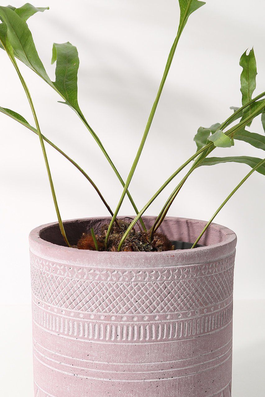 【ザ ファーム ユニバーサル/the Farm UNIVERSAL / GOODS】のドリナリア・クエレバンベンシス 人気、トレンドファッション・服の通販 founy(ファニー) 　春　Spring　秋　Autumn　パターン　Pattern, Design Print　フォルム　Silhouette, Form　リーフ　Leaf, Botanical Leaf　おすすめ　Recommended / Our Picks　夏　Summer　other-4|ID: prp329100004518664 ipo3291000000035929899