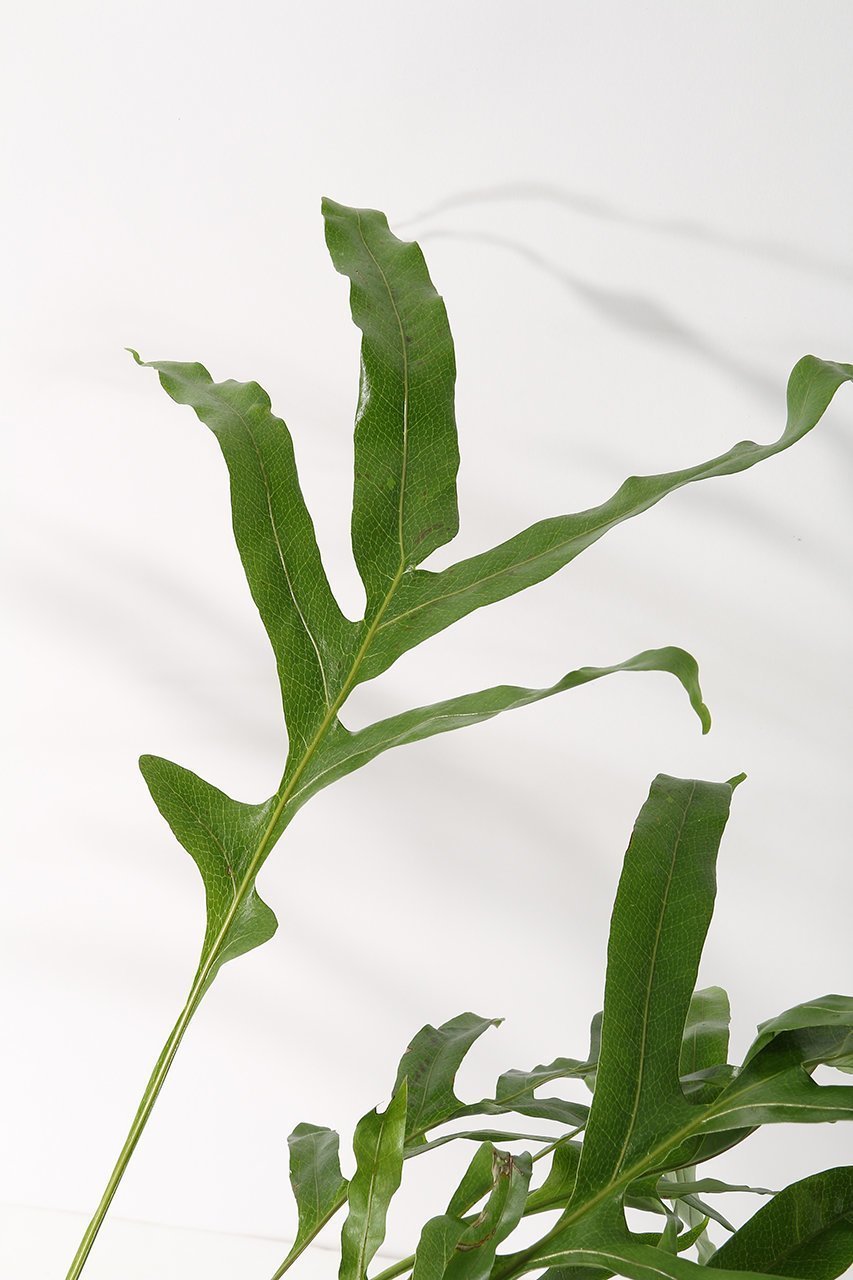 【ザ ファーム ユニバーサル/the Farm UNIVERSAL / GOODS】のドリナリア・クエレバンベンシス 人気、トレンドファッション・服の通販 founy(ファニー) 　春　Spring　秋　Autumn　パターン　Pattern, Design Print　フォルム　Silhouette, Form　リーフ　Leaf, Botanical Leaf　おすすめ　Recommended / Our Picks　夏　Summer　other-5|ID: prp329100004518664 ipo3291000000035929900