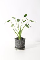 【その他のブランド/Other】のアロカシア・タイニーダンサー -|ID: prp329100004518665 ipo3291000000031940831