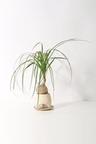 【その他のブランド/Other】のトックリラン -|ID: prp329100004518666 ipo3291000000031940837