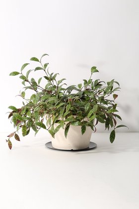 【ザ ファーム ユニバーサル/the Farm UNIVERSAL / GOODS】のエスキナンサス・マルモラタス 人気、トレンドファッション・服の通販 founy(ファニー) 春 Spring 秋 Autumn マーブル Marble, Marble Pattern モダン Modern, Contemporary レース Lace, Lace Fabric 夏 Summer |ID:prp329100004518668