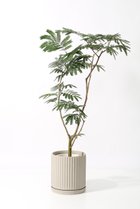 【その他のブランド/Other】のエバーフレッシュ -|ID: prp329100004518670 ipo3291000000031940861