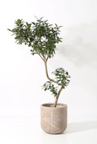 【その他のブランド/Other】のフランスゴム(フィカス・ルビギノーサ) -|ID: prp329100004518671 ipo3291000000031940867