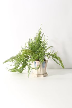 【ザ ファーム ユニバーサル/the Farm UNIVERSAL / GOODS】のネフロレピス・フラッフィーラッフルズ 人気、トレンドファッション・服の通販 founy(ファニー) 春 Spring 秋 Autumn リラックス Relax, Relaxed Fit レース Lace, Lace Fabric おすすめ Recommended / Our Picks 夏 Summer |ID:prp329100004518674