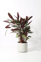 【その他のブランド/Other】のクテナンテ・セトーサ -|ID: prp329100004518677 ipo3291000000031940903