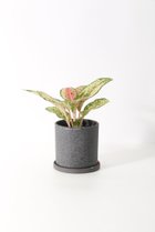 【その他のブランド/Other】のアグラオネマ・10カラット -|ID: prp329100004518678 ipo3291000000031940909