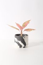 【その他のブランド/Other】のアグラオネマ・タマラ -|ID: prp329100004518679 ipo3291000000031940915