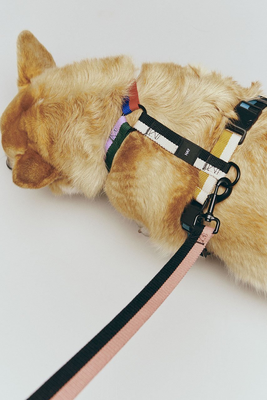 【ヘイ/HAY / GOODS】のHAY Dogs Leash Flat M/L 人気、トレンドファッション・服の通販 founy(ファニー) 　アクセサリー　Fashion Accessories　カラフル　Colorful Design　コレクション　Collection, Seasonal Line　ストライプ　Stripe, Striped Pattern　犬　Dog　ホーム・キャンプ・アウトドア・お取り寄せ　Home Living / Home & Lifestyle / Camping Gear / Outdoor Camping　ペットグッズ　Pet Supplies　other-3|ID: prp329100004557895 ipo3291000000032219755