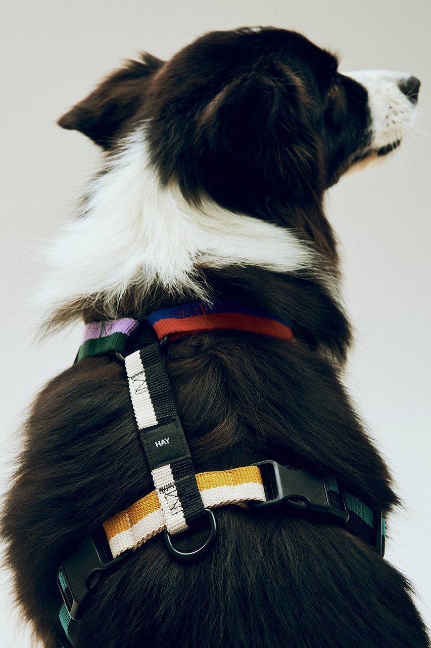 【ヘイ/HAY / GOODS】のHAY Dogs Harness Medium 人気、トレンドファッション・服の通販 founy(ファニー) 　アクセサリー　Fashion Accessories　カラフル　Colorful Design　犬　Dog　ホーム・キャンプ・アウトドア・お取り寄せ　Home Living / Home & Lifestyle / Camping Gear / Outdoor Camping　ペットグッズ　Pet Supplies　other-2|ID: prp329100004557898 ipo3291000000032219770