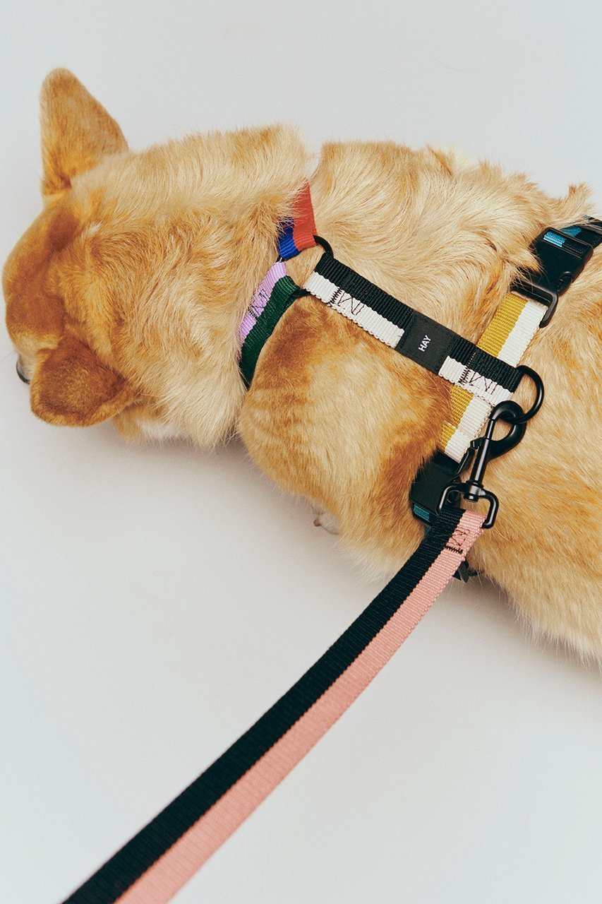 【ヘイ/HAY / GOODS】のHAY Dogs Harness Medium 人気、トレンドファッション・服の通販 founy(ファニー) 　アクセサリー　Fashion Accessories　カラフル　Colorful Design　犬　Dog　ホーム・キャンプ・アウトドア・お取り寄せ　Home Living / Home & Lifestyle / Camping Gear / Outdoor Camping　ペットグッズ　Pet Supplies　other-3|ID: prp329100004557898 ipo3291000000035789873