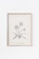 【アートオテーク/ARTOTHEQUE / GOODS】の【則松 夏凜】ホウイスミレ 人気、トレンドファッション・服の通販 founy(ファニー) アクリル Acrylic Material ガラス Glass, Glassware メンズ Men's, Menswear 夏 Summer thumbnail -|ID: prp329100004655162 ipo3291000000035818216