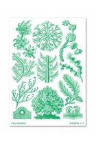 【その他のブランド/Other】の【ポスター】ヘッケル/Florideae Ocean green (2024)【メーカー取り寄せ】 -|ID: prp329100004957329 ipo3291000000037197780
