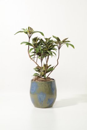 【ザ ファーム ユニバーサル/the Farm UNIVERSAL / GOODS】のコルディリネ・チョコレートクイーン 人気、トレンドファッション・服の通販 founy(ファニー) 春 Spring 秋 Autumn フラワー Flower, Floral マーブル Marble, Marble Pattern レース Lace, Lace Fabric 夏 Summer 新作・新入荷 New Arrivals / New In |ID:prp329100004958174