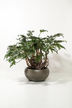 【ザ ファーム ユニバーサル/the Farm UNIVERSAL / GOODS】のクッカバラ 人気、トレンドファッション・服の通販 founy(ファニー) 春 Spring 秋 Autumn フラワー Flower, Floral 夏 Summer 新作・新入荷 New Arrivals / New In |ID:prp329100004958175