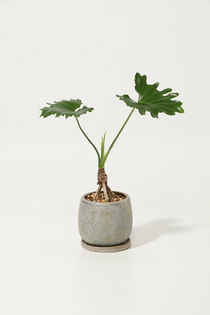 【ザ ファーム ユニバーサル/the Farm UNIVERSAL / GOODS】のセローム インテリア・キッズ・メンズ・レディースファッション・服の通販 founy(ファニー) 　春　Spring　秋　Autumn　フラワー　Flower, Floral　夏　Summer　新作・新入荷　New Arrivals / New In　-|ID: prp329100004958178 ipo3291000000037202829