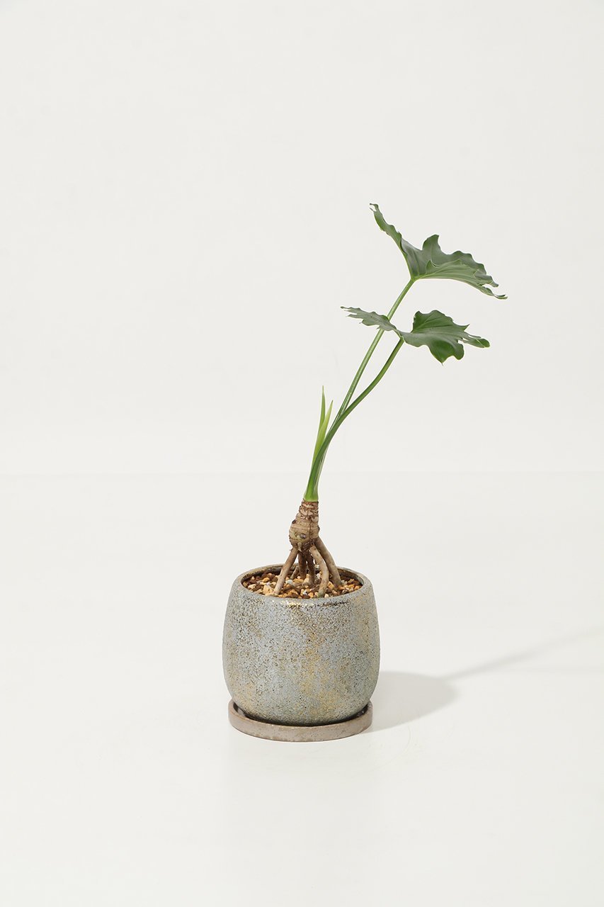 【ザ ファーム ユニバーサル/the Farm UNIVERSAL / GOODS】のセローム 人気、トレンドファッション・服の通販 founy(ファニー) 　春　Spring　秋　Autumn　フラワー　Flower, Floral　夏　Summer　新作・新入荷　New Arrivals / New In　other-2|ID: prp329100004958178 ipo3291000000037202830