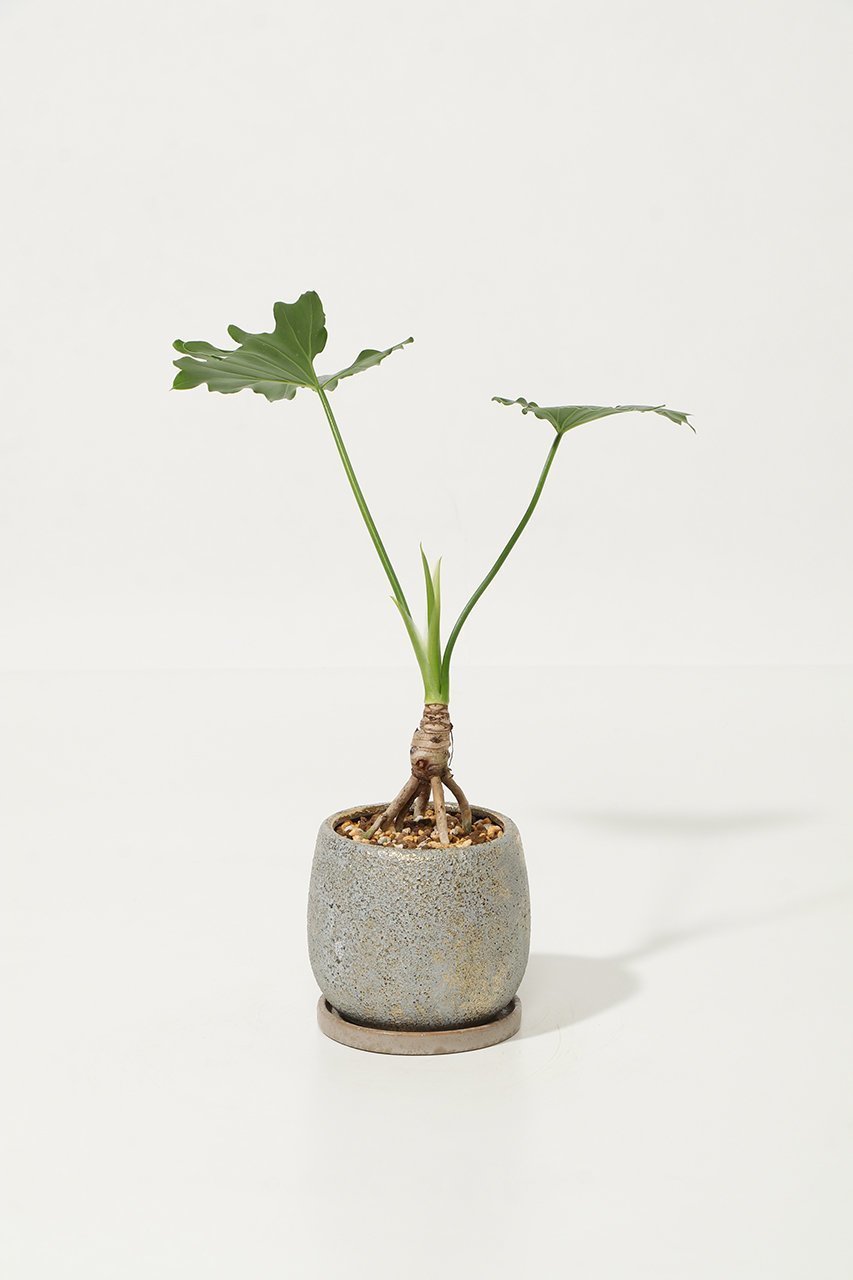 【ザ ファーム ユニバーサル/the Farm UNIVERSAL / GOODS】のセローム 人気、トレンドファッション・服の通販 founy(ファニー) 　春　Spring　秋　Autumn　フラワー　Flower, Floral　夏　Summer　新作・新入荷　New Arrivals / New In　other-3|ID: prp329100004958178 ipo3291000000037202831