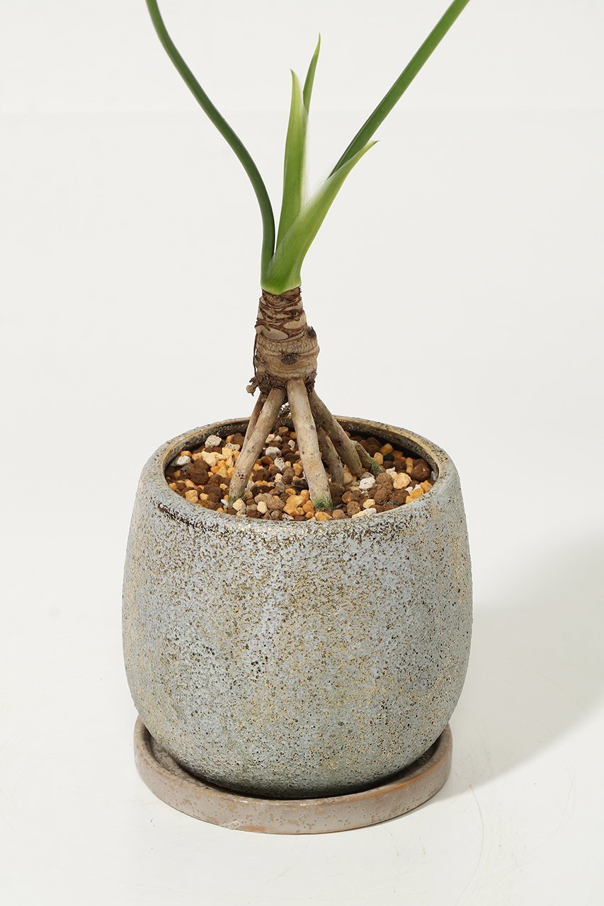 【ザ ファーム ユニバーサル/the Farm UNIVERSAL / GOODS】のセローム 人気、トレンドファッション・服の通販 founy(ファニー) 　春　Spring　秋　Autumn　フラワー　Flower, Floral　夏　Summer　新作・新入荷　New Arrivals / New In　other-4|ID: prp329100004958178 ipo3291000000037202832