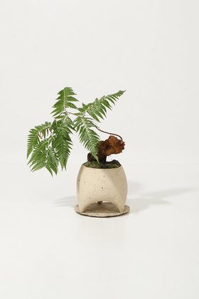 【ザ ファーム ユニバーサル/the Farm UNIVERSAL / GOODS】のキンモウコウ 鉢付 人気、トレンドファッション・服の通販 founy(ファニー) 春 Spring 秋 Autumn フラワー Flower, Floral 夏 Summer 新作・新入荷 New Arrivals / New In |ID:prp329100004958185