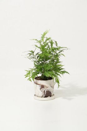 【ザ ファーム ユニバーサル/the Farm UNIVERSAL / GOODS】のプテリス・リバートニア 人気、トレンドファッション・服の通販 founy(ファニー) 春 Spring 秋 Autumn フラワー Flower, Floral レース Lace, Lace Fabric 冬 Winter / This Winter 夏 Summer 新作・新入荷 New Arrivals / New In |ID:prp329100004958191