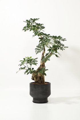 【ザ ファーム ユニバーサル/the Farm UNIVERSAL / GOODS】のシェフレラ・ホンコン 人気、トレンドファッション・服の通販 founy(ファニー) 春 Spring 秋 Autumn フラワー Flower, Floral 夏 Summer 新作・新入荷 New Arrivals / New In |ID:prp329100004958193