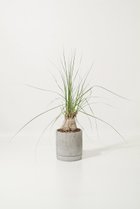 【ザ ファーム ユニバーサル/the Farm UNIVERSAL / GOODS】のボーカルネア・グラキリス 人気、トレンドファッション・服の通販 founy(ファニー) 春 Spring 秋 Autumn フラワー Flower, Floral 夏 Summer 新作・新入荷 New Arrivals / New In thumbnail -|ID: prp329100004958201 ipo3291000000037202972