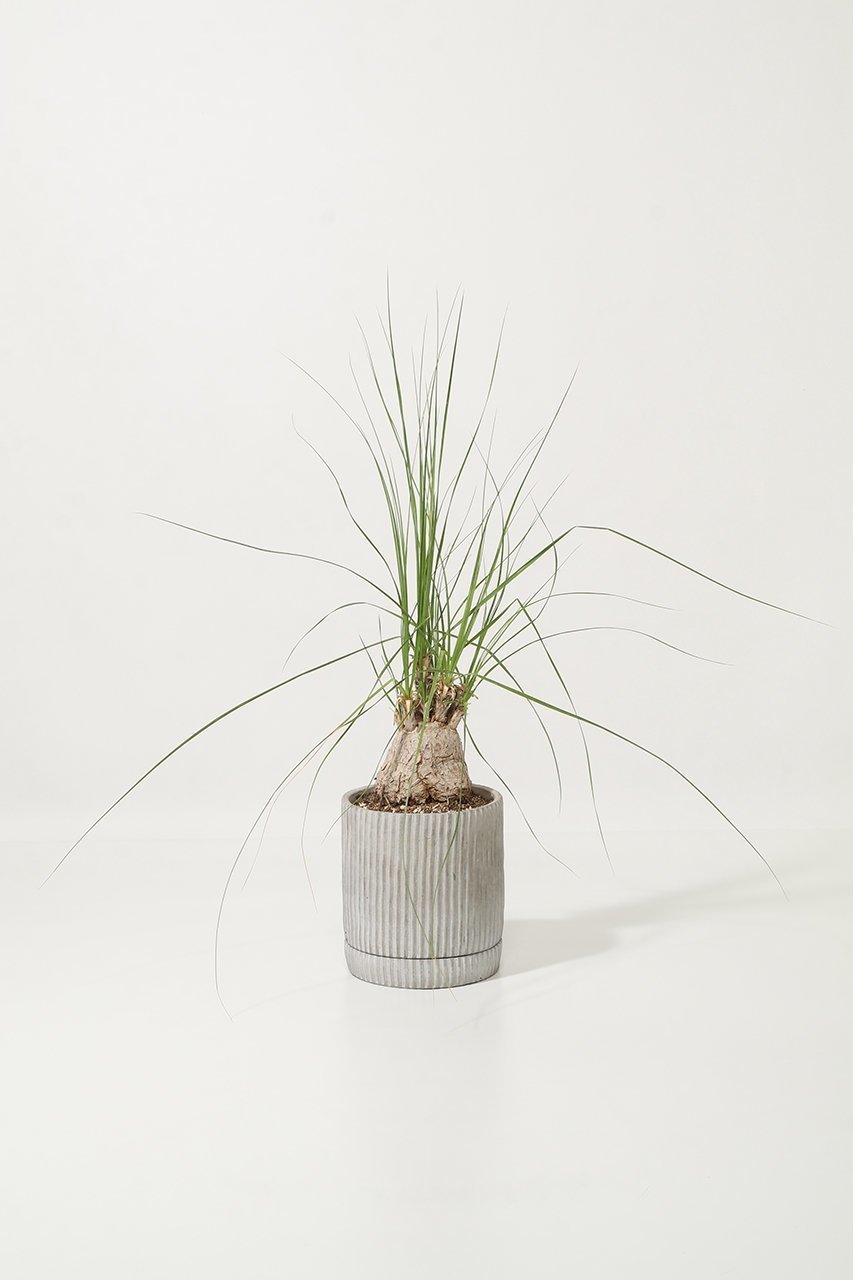 【ザ ファーム ユニバーサル/the Farm UNIVERSAL / GOODS】のボーカルネア・グラキリス インテリア・キッズ・メンズ・レディースファッション・服の通販 founy(ファニー) 　春　Spring　秋　Autumn　フラワー　Flower, Floral　夏　Summer　新作・新入荷　New Arrivals / New In　-|ID: prp329100004958201 ipo3291000000037202972