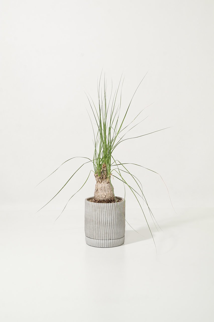 【ザ ファーム ユニバーサル/the Farm UNIVERSAL / GOODS】のボーカルネア・グラキリス 人気、トレンドファッション・服の通販 founy(ファニー) 　春　Spring　秋　Autumn　フラワー　Flower, Floral　夏　Summer　新作・新入荷　New Arrivals / New In　other-2|ID: prp329100004958201 ipo3291000000037202973