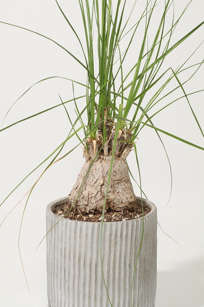 【ザ ファーム ユニバーサル/the Farm UNIVERSAL / GOODS】のボーカルネア・グラキリス 人気、トレンドファッション・服の通販 founy(ファニー) 　春　Spring　秋　Autumn　フラワー　Flower, Floral　夏　Summer　新作・新入荷　New Arrivals / New In　other-4|ID: prp329100004958201 ipo3291000000037202975